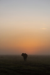 Cape buffalo silhouetted at sunrise turning head