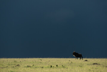 Blue wildebeest stands on horizon during storm