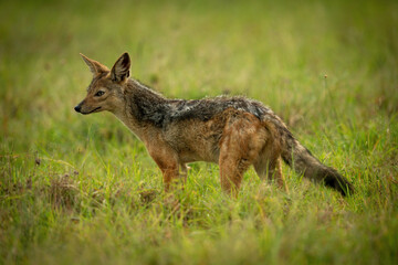 Black-backed jackal stands in grassland facing left