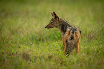 Black-backed jackal stands in grass staring left