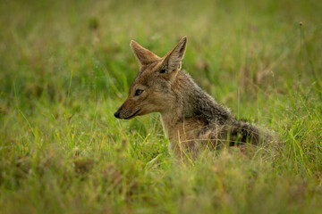 Black-backed jackal lies in grass facing left