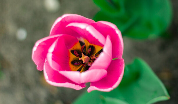 Pięknie wiosennie rozkwitnięty tulipan