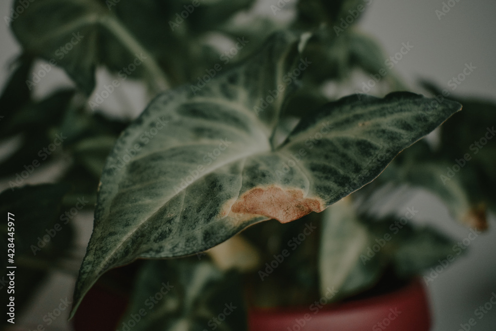 Wall mural Closeup shot of a green houseplant with big leaves