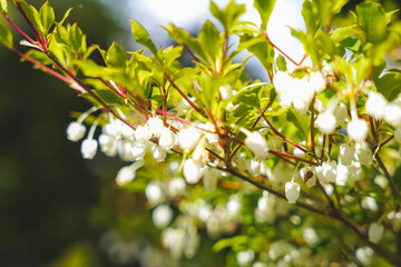 満開のドウダンツツジ