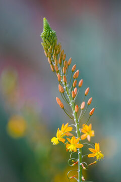 Selective focus of bulbine flowers grown in a field against a blurred background