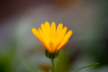 春に咲く花の近影