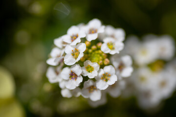 春に咲く花の近影
