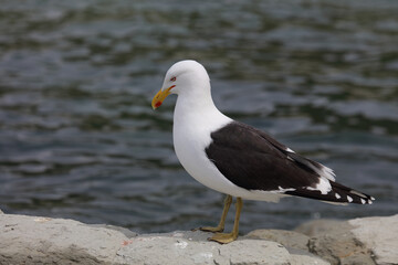 Dominikanermöwe / Southern black-backed gull / Larus dominicanus
