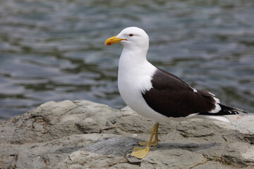 Dominikanermöwe / Southern black-backed gull / Larus dominicanus