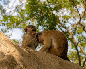 Affen auf Sri Lanka