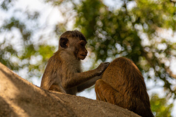 Affen auf Sri Lanka