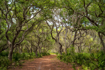 Fototapeta na wymiar Rock Springs Run State Reserve in central Florida.