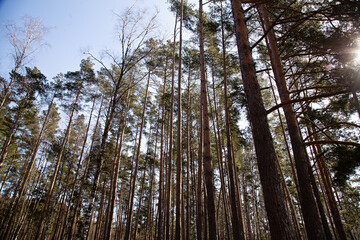 High pines against the blue sky, a view from below