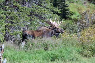 Bull Moose in high grass