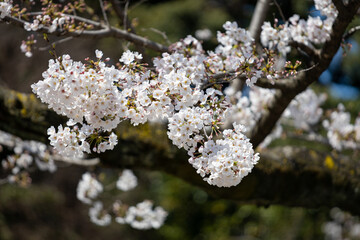 満開の桜の近影