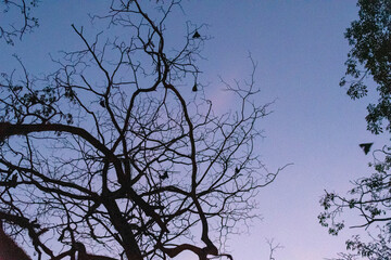 Kandy auf Sri Lanka am Abend