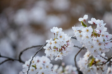 満開の桜の近影