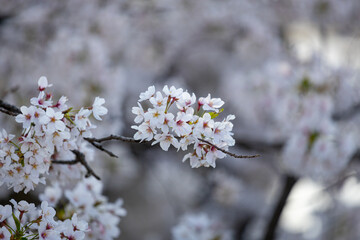 満開の桜の近影