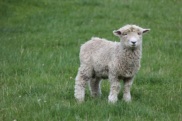 Fototapeta premium Romneyschaf / Romney sheep / Ovis.