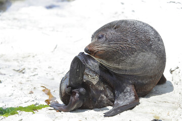 Neuseeländischer Seebär / New Zealand fur seal / Arctocephalus forsteri