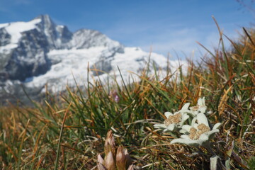 Edelweiß, Wahrzeichen der Alpen