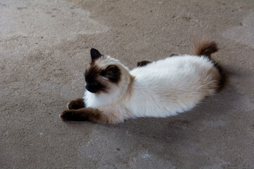 Beautiful siamese colored himalayan male cat 