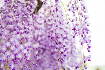 藤の花　春　季節