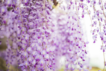 藤の花　春　季節