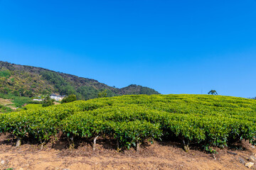 Fototapeta na wymiar Teefelder in Nuwara Eliya auf Sri Lanka 