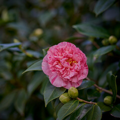 camellia flower 