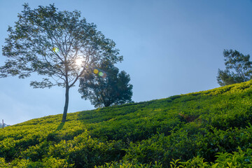 Obraz premium Teefelder in Nuwara Eliya auf Sri Lanka 