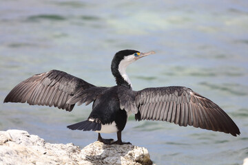 Elsterscharbe / Australian pied cormorant / Phalacrocorax varius
