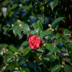 camellia flower 