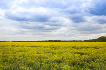 yellow field of rapeseed flowers in spring. canola flower. Agriculture farming, nature