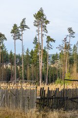 pine trees on the edge of forest clearing with wooden fence