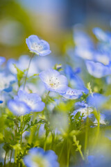 《花》ネモフィラ　青色　クローズアップ