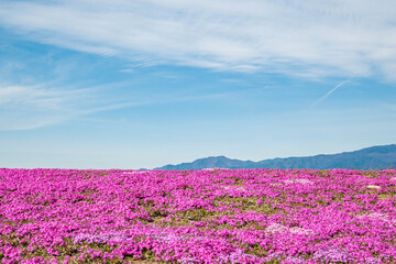Fototapeta premium 芝桜