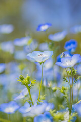 《花》ネモフィラ　青色　クローズアップ