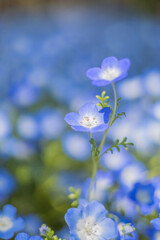 《花》ネモフィラ　青色　クローズアップ