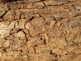 Schinus molle bark or pepper tree bark from Central District in Botswana. 