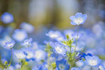 《花》ネモフィラ　青色　クローズアップ