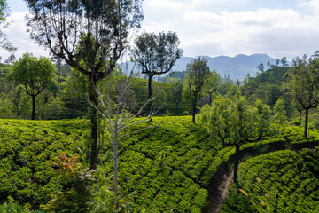 Bahnfahrt von Nuwara Eliya Nanuoya nach Ella die wohl schönste Bahnstrecke der Welt, vorbei an Teefelder und riesige Berge
