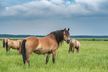 Young beautiful horses graze on the meadow in summer.