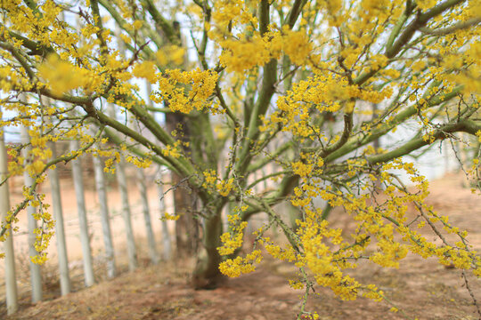 Yellow flowers of the palo verde tree, el espinillo or cinna-cina in the spring. Parkinsonia aculeata, Cercidium Fabaceae, aculeata,, Jerusalem thorn. Native to semi-desert and desert ecosystems, Park