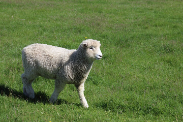 Romneyschaf / Romney sheep / Ovis.