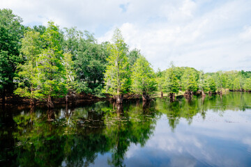 The landscape of Hillsborough river bank at Tampa, Florida	