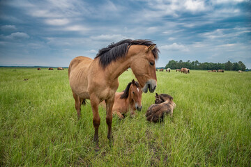 Young beautiful horses graze on the meadow in summer.
