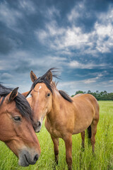 Naklejka na ściany i meble Young beautiful horses graze on the meadow in summer.