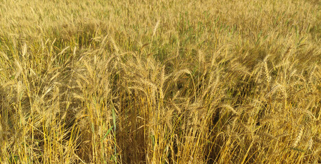 golden wheat field in summer.A photo of golden wheat fields in Egypt 