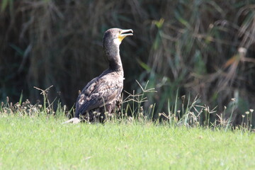 grey cormorant